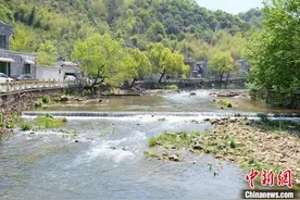 （乡村行·看振兴）“外眼”看乡村：“中国雷笋之乡”何以绘就生态共富路？图片
