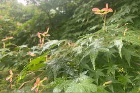 红枫上歇满“红蜻蜓”？原来是它的“翅果”图片