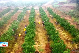 新政镇：春见变“冬见” 耙耙柑“早熟”上市图片