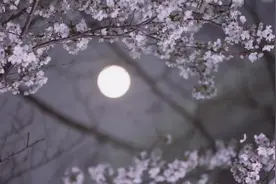 夜读丨在春天，人需要出走的勇气图片