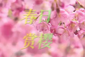 今春第一波浪漫！魔都最美樱花大道进入盛放期图片