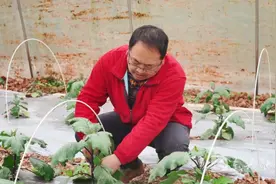 内江东兴：他仅用3年成了“创业明星”，凭啥？图片