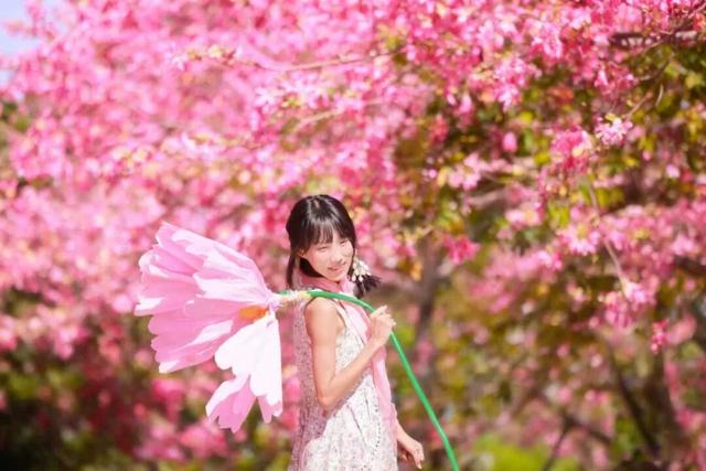 粉色花海，已开遍龙华