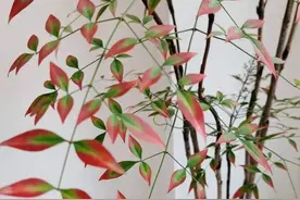 花700元买的氛围感神器是智商税？“感到恶心……”不少人直呼“避雷”图片
