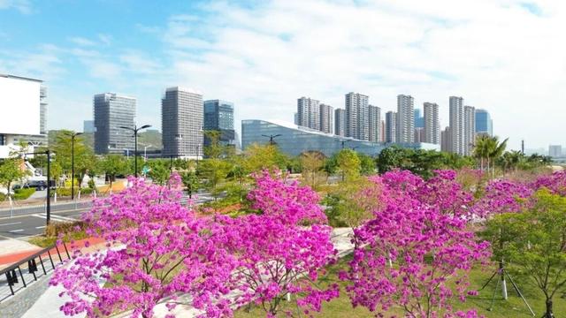 美到上央视！珠海超大花海，开好了！