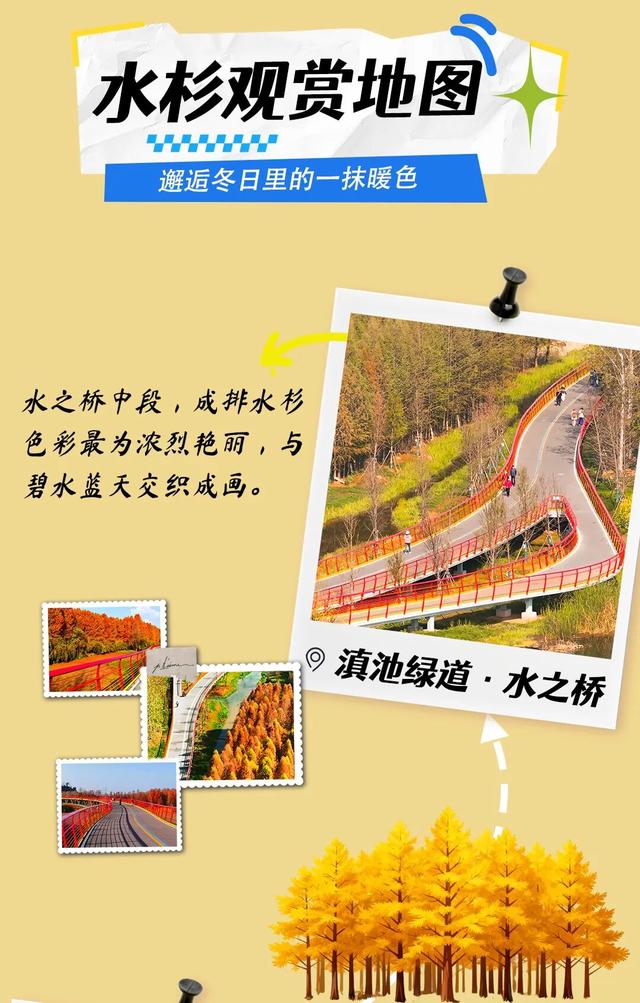 水杉染金、红嘴鸥翩跹，这份呈贡绝美打卡地图请收好