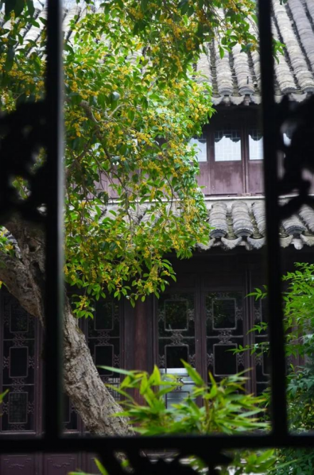 欢聚吴江· “香”遇桂花季丨上线了！吴江赏桂地图！