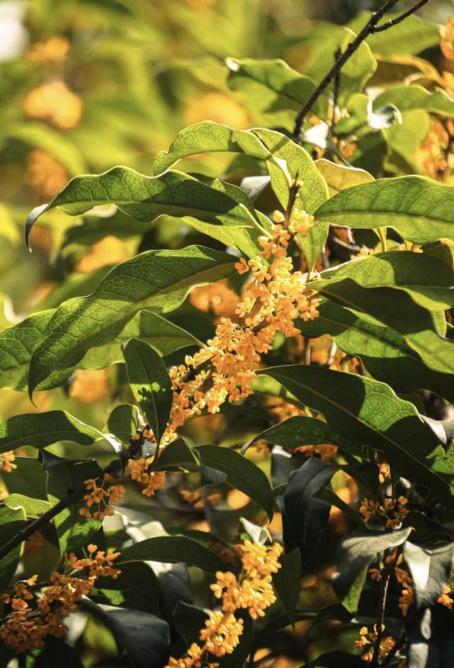 你闻到了吗？台江这些地方好香！