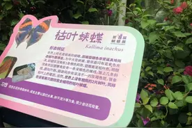 20多种蝴蝶翩翩起舞！国庆假期，上海动物园蝴蝶展与你一起漫步蝴蝶花园图片