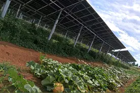 臧家庄镇：光伏板上发“绿电” 光伏板下种庄稼图片