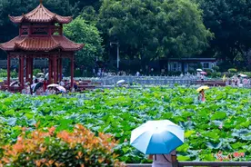 荷花飘香引游人图片