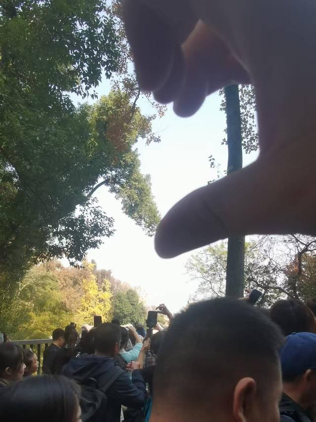 日均游客数万人，岳麓山-橘子洲成冬季旅游“治愈系”打卡地