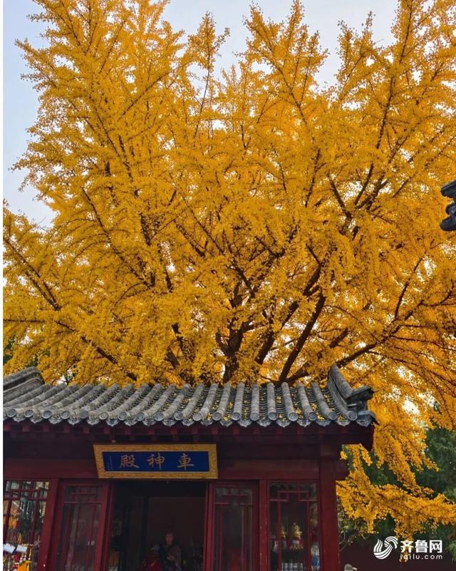 组图丨一大波美图来袭！泰山景区9个赏秋地超出片