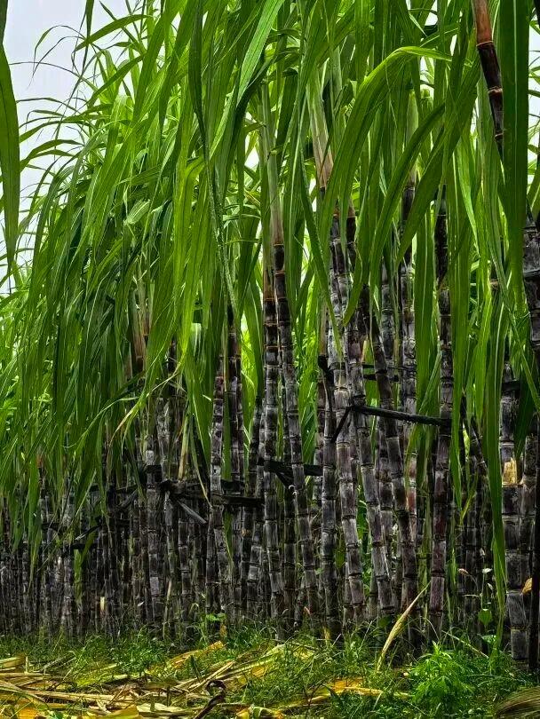 河南初冬的第一口甜，等你来尝！