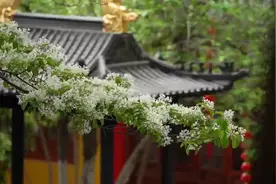 【视频】连云港海州：830多年的糯米茶古树花开 遇见别样孔望山图片