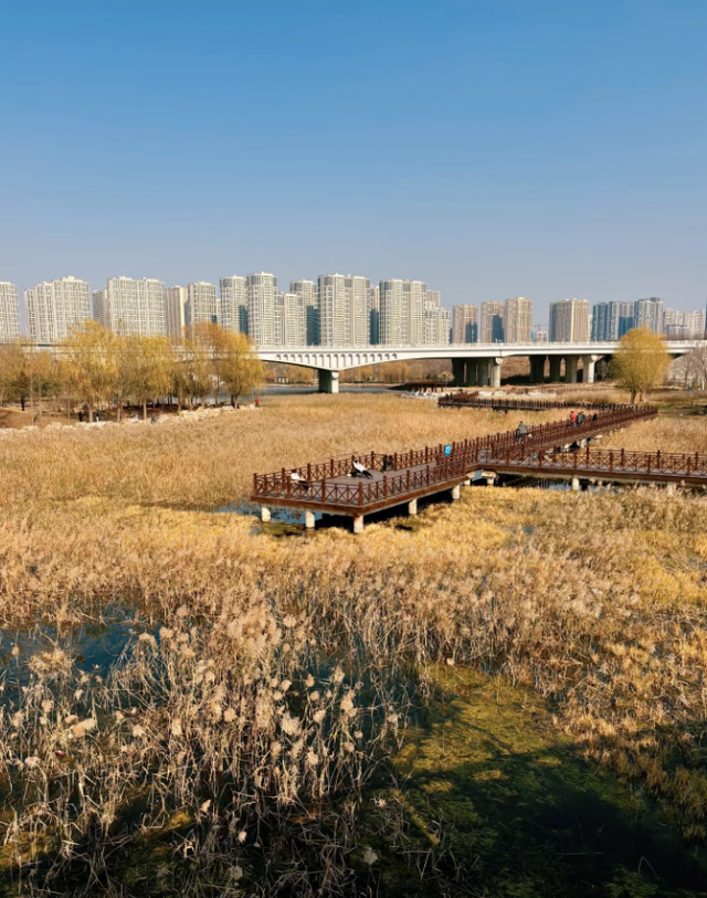 温柔，超治愈！郑州5个好看出片的芦苇打卡地！