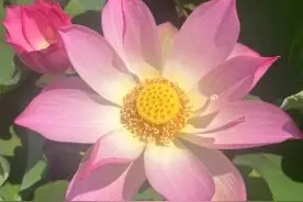 上海古猗园首个荷花新品种获国际登录认证图片