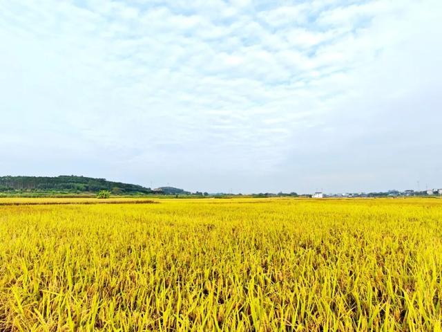 在美丽南方，赴一场诗意画卷~