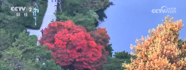 “枫叶+”燃动秋日文旅消费“热引擎” 以旅促农增收再添“金钥匙”