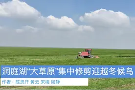 洞庭湖“大草原”集中修剪迎越冬候鸟图片