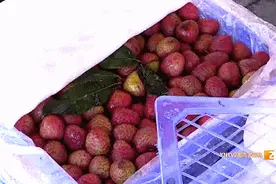 昆明“头茬”荔枝上市啦！价格……图片