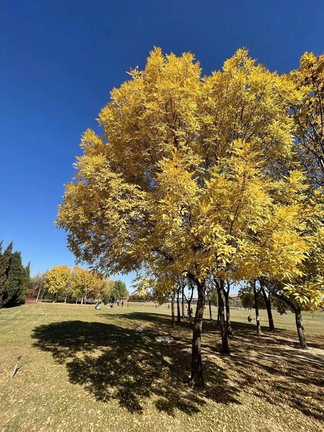 太美了！去北京这里赏“漫山红叶”｜周末京郊微度假
