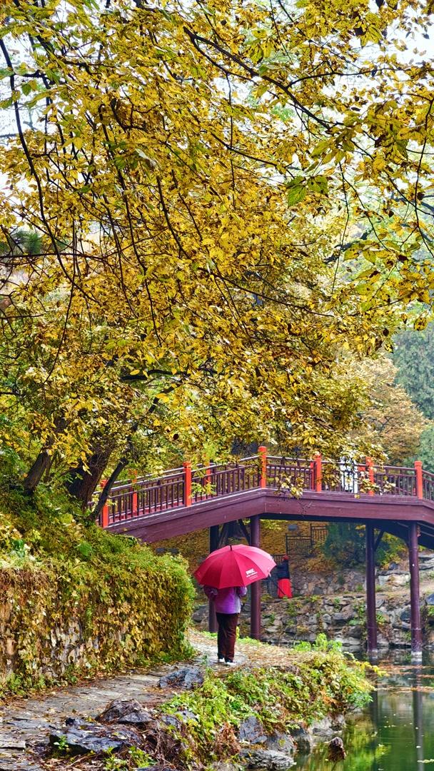 雨落颐和园后溪湖，秋色染透一地金黄