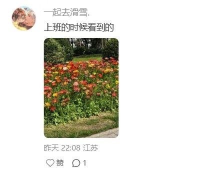 美出圈！来惠山走花路啦~