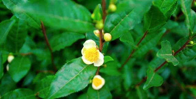 兴听普安||生态桃源茶神谷