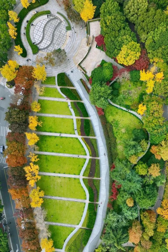 金色长廊加载中！静安这条道路银杏渐入佳境↑