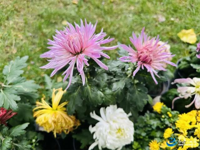 兰州植物园7000余盆菊花绘就秋日画卷