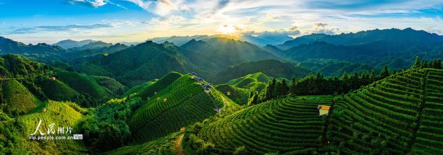 广西金秀：高山茶园晨景美
