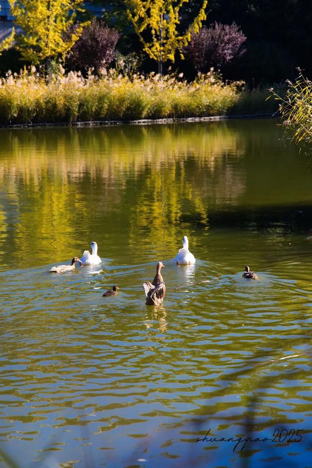 副中心的秋日画板已备好，等你来上色！