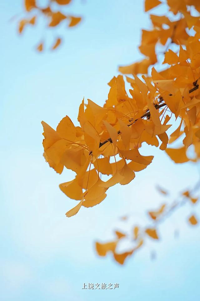 信江书院驻守百年的“学长”，送你份含“金”量超高的浪漫