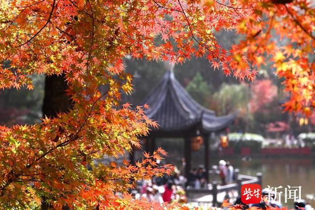 南京栖霞山进入枫叶最佳观赏期，山上这五处最“出片”