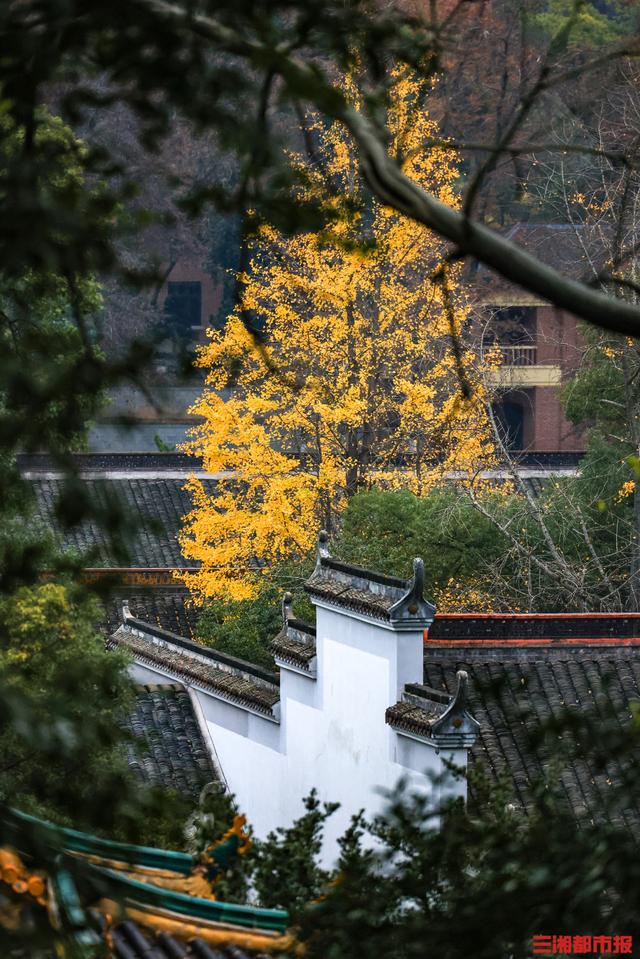 我是刘贵香 |  岳麓山上