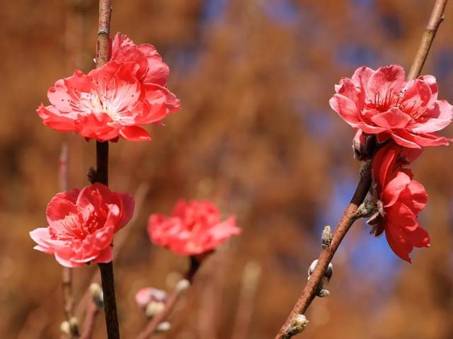 腊八至，春已近！七星岩这片桃红樱粉，是春天递来的浪漫预告~