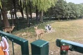 上海交大回应校内小鹿死亡：暂未确定原因，初步判断被貉咬过图片