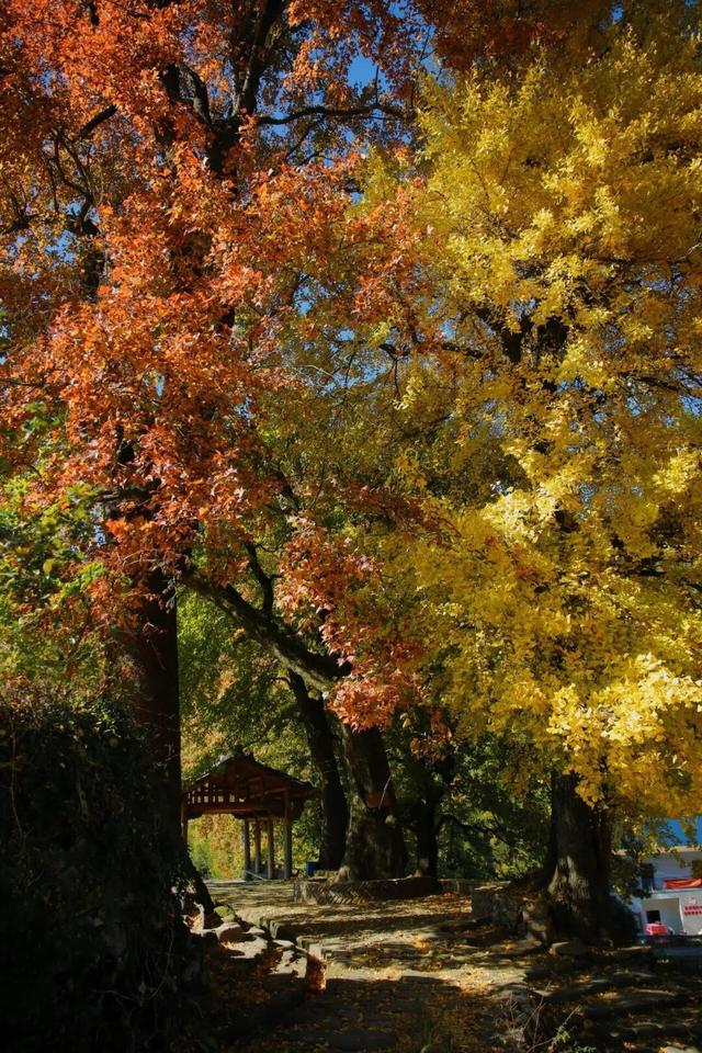 金灿灿的浓度到顶格！浙两天就是最佳观赏期