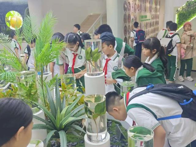 东寨港红树林研学进行时，自然课堂里的欢乐时光～