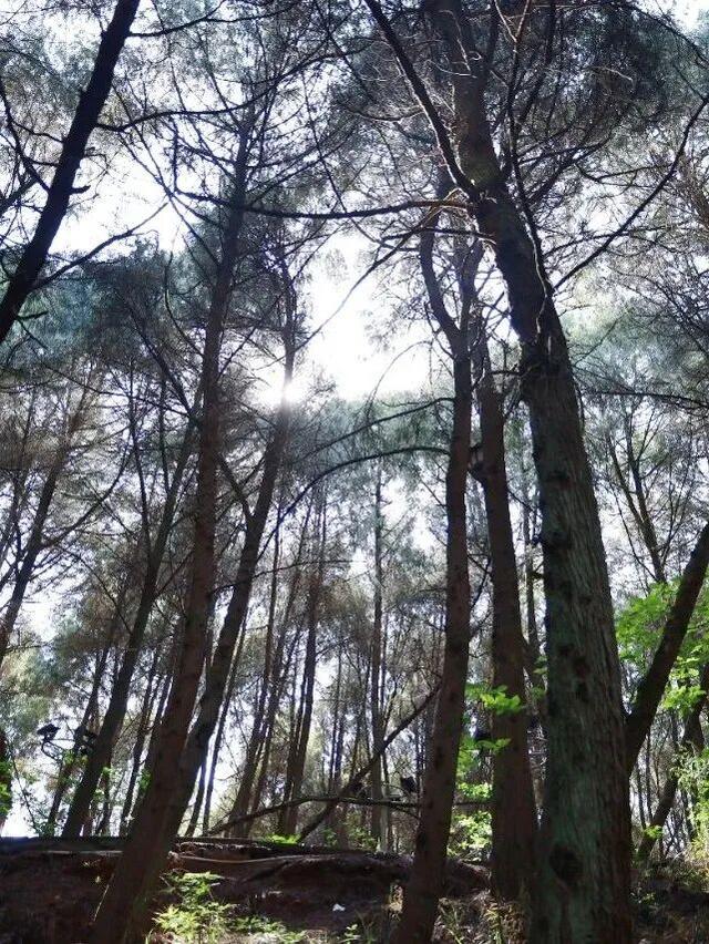 西充地名故事 | 九条渠