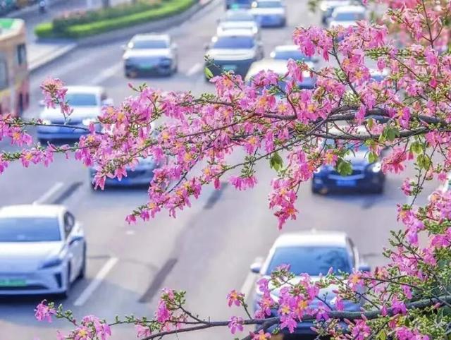 南宁秋日赏花攻略，带你一键解锁这份限定版的秋花图鉴！