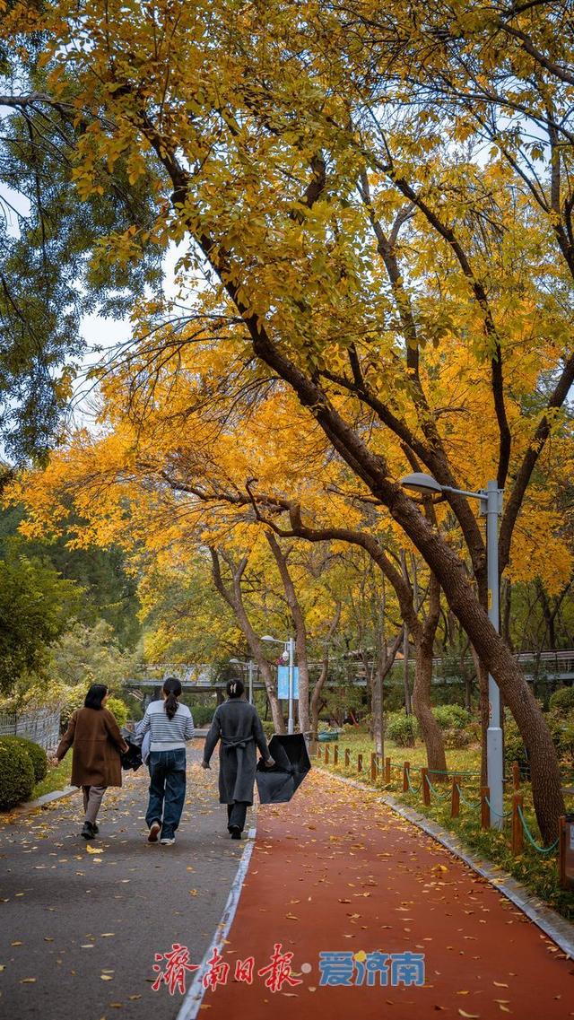 泉城公园秋日景色正当时 济南市民休闲赏秋绝佳去处