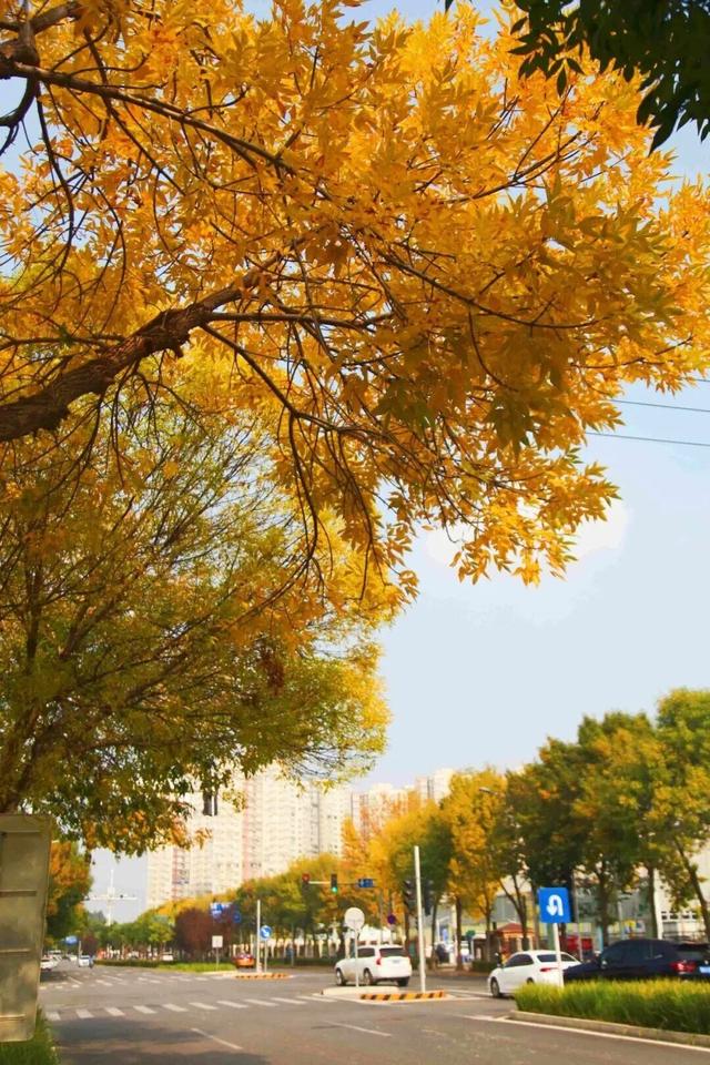 惊艳！身边的北京秋景“天花板”来了！