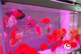 天气转暖 观赏鱼市场持续升温图片