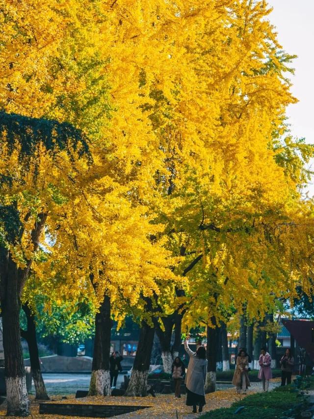 刷屏预警！高坪六合银杏进入 “半黄半绿” 阶段，周末约去~