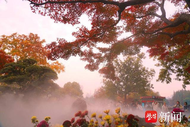 南京玄武湖公园里，雾里看枫别样美——