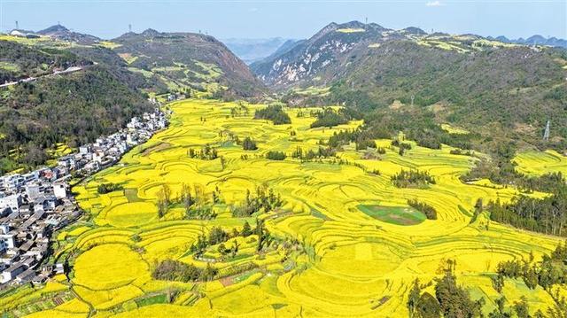 花海迎春入画来