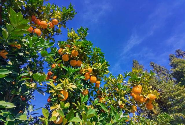 来赣州这里，秋韵正浓、暖意正好→