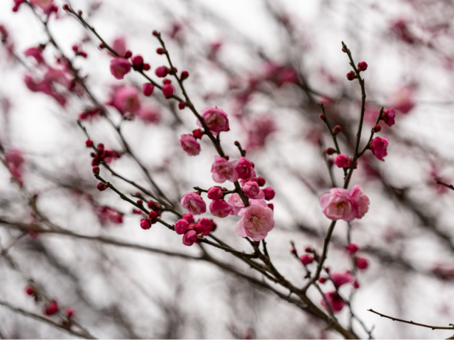 马鞍山这片花海，免费又出片！